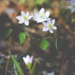 色花堂版本大全:探索各版本特色与玩法指南 rwg8v0